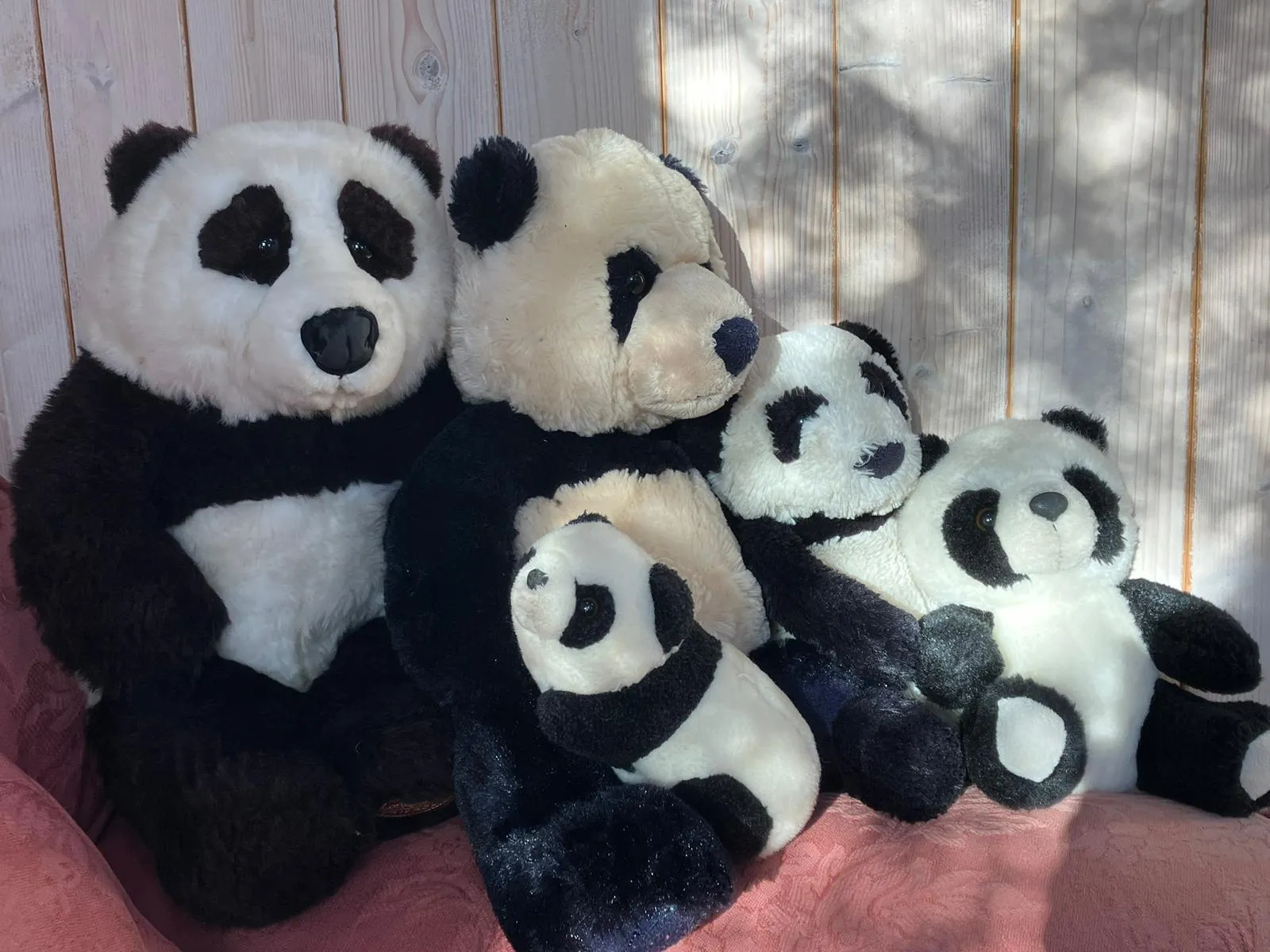 Panda Clinic Image 3